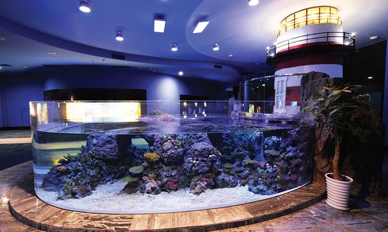 Ưu điểm của bể cá Plexiglass là gì?